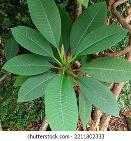 Plumeria Rubra Is A Species Of Deciduous Plant That Belongs To The Genus Plumeria.