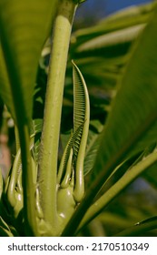 Plumeria Tree Baby Stem Close Up