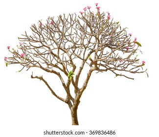 Plumeria Tree Isolated.