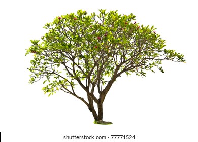 Plumeria Tree Isolated