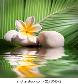 Plumeria and white stones, water reflections