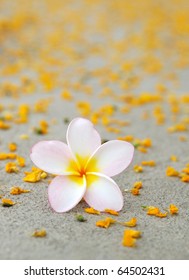 39,800 Flower petals floor Images, Stock Photos & Vectors | Shutterstock