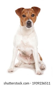 Plummer Terrier Dog Sitting Isolated On A White Background