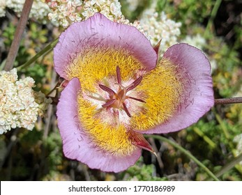 Plummer's Mariposa Lily along the Silver Moccasin Trail, Angeles National Forest, Los Angeles County