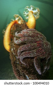 Plumose Anemones And A Sunflower Sea Star Share The Remains Of An Old Piling.