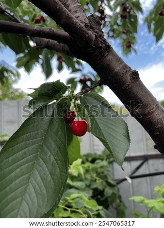 Plump Delicious Cherries from the Cherrytree