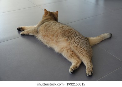 Plump And Fluffy British Shorthair Cat Splayed Out On The Floor Waiting For A Belly Rub