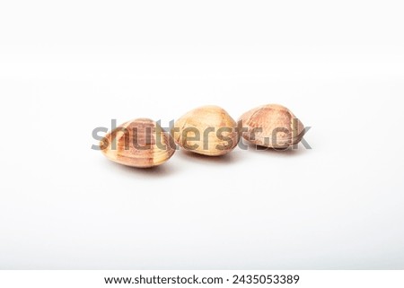 Plump Galician clams, pristine on a white canvas