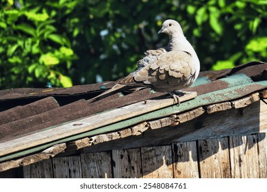 A plump little pigeon standing on the rusty tile roof of an old shack surrounded by bright leaves - Powered by Shutterstock