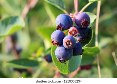 Plump Saskatoon Berries