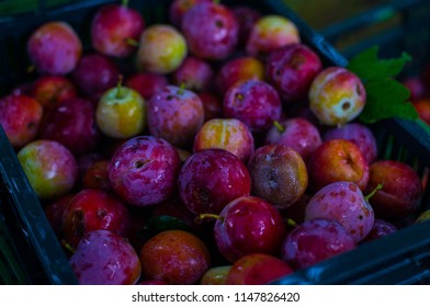 Plums in a crate