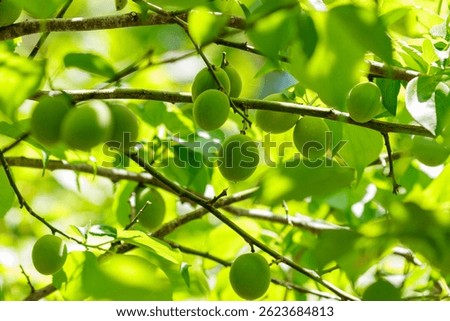 The plums are getting bigger