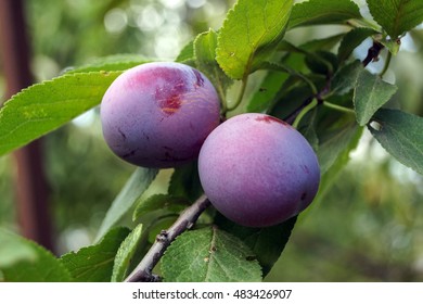 151,994 Plum branch Images, Stock Photos & Vectors | Shutterstock