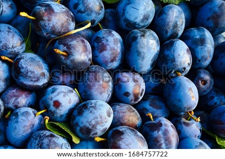 Plums, a lot of very beautiful blue plums, between plums some leaves, background.