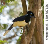 Plush-crested Jay, Cyanocorax chrysops, on branch, Mato Grosso, Northern Pantanal, Brazil, South America