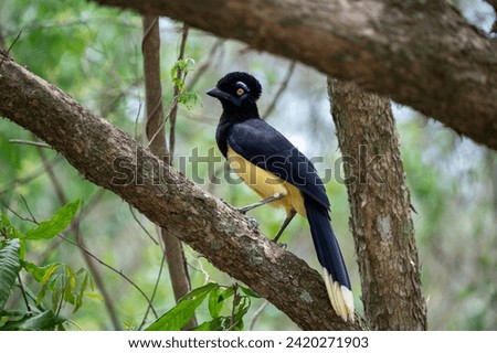 Plush-crested Jay (Cyanocorax chrysops) perched on a branch in Calilegua national park, Argentina