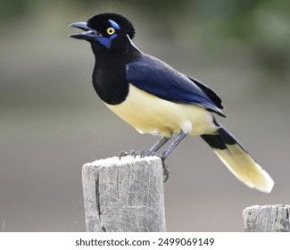 Plush-crested Jay (Cyanocorax chrysops) perching on fence post