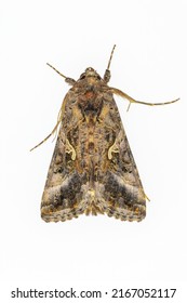 The Plusia Butterfly, Autographa Gamma, Belongs To The Superfamily Noctuoidea.