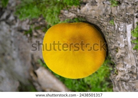 Pluteus variabilicolor a beautiful, delicate and velvety bright yellow mushroom