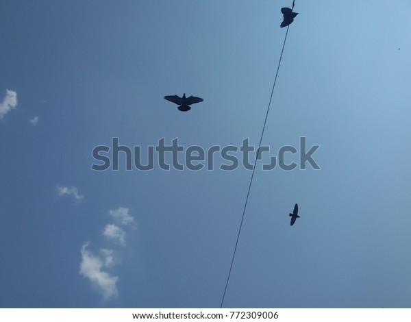 44++ Burung terbang terbaru