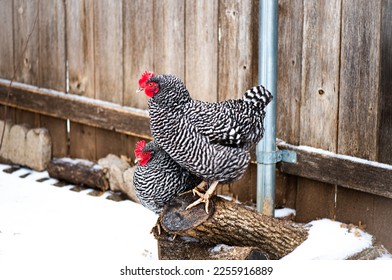 Plymouth Barred Rock Chicken Hens in Snow - Powered by Shutterstock