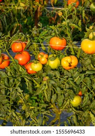 Plymouth, Michigan / USA - September, 11, 2019:  Tomatoes On Vine After Rain.