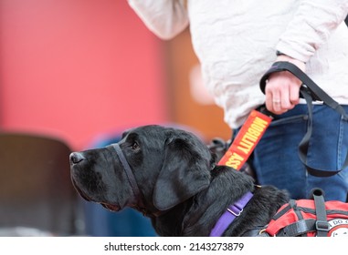 Plymouth, Minnesota USA 03.26.2022  Working Black Labrador Retriever Service Dog With His Person