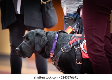 Plymouth, Minnesota USA 03.26.2022  Working Black Labrador Retriever Service Dog. 