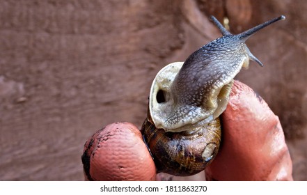 The Pneumostome Or Breathing Pore Of A Garden Snail