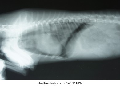 Pneumothorax By Small Dog (an Abnormal Collection Of Air Or Gas In The Pleural Space)