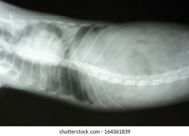 Pneumothorax By Small Dog (an Abnormal Collection Of Air Or Gas In The Pleural Space)