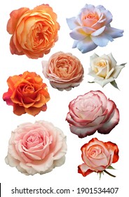 PNG All Orange Roses Vintage