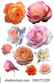 PNG All Sweet Roses Cut