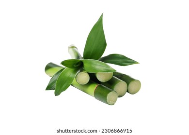 PNG, Concept of plant - bamboo, isolated on white background