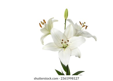 PNG, lily flower isolated on white background.