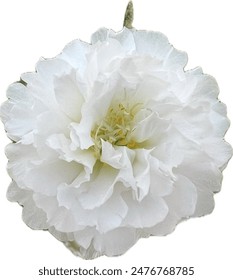 A png photo for a white moss rose