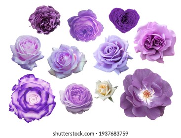 PNG Purple Rose Flower Sweet Cut