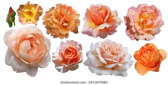 PNG Set of yellow roses orange roses isolated on the white background - Powered by Shutterstock