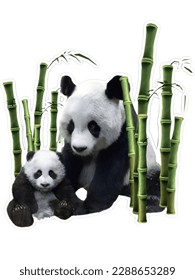 png sticker with panda family, wild animals, panda, baby panda, bamboo, China, Chinese pandas, nature, endangered species, bear, black and white, pandas sitting in bamboo, presentation picture