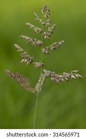 Poa Annua