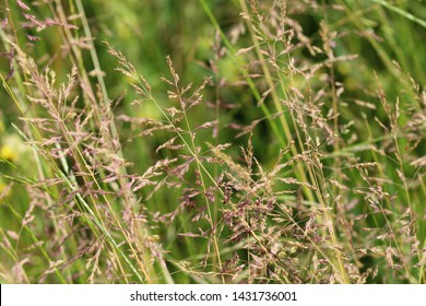 Poa Pratensis, Commonly Known As Kentucky Bluegrass, Blue Grass, Smooth Meadow Grass, Or Common Meadow Grass