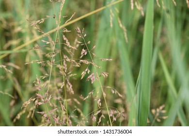 Poa Pratensis, Commonly Known As Kentucky Bluegrass, Blue Grass, Smooth Meadow Grass, Or Common Meadow Grass