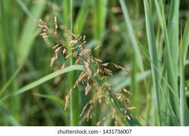 Poa Pratensis, Commonly Known As Kentucky Bluegrass, Blue Grass, Smooth Meadow Grass, Or Common Meadow Grass