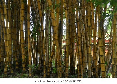 Poaceae , also called Gramineae , is a large and nearly ubiquitous family of monocotyledonous flowering plants commonly know