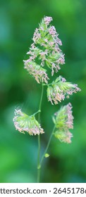 Poaceae or Gramineae is a large and nearly ubiquitous family of monocotyledonous flowering plants known as grasses, commonly referred to collectively as grass
