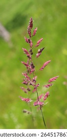Poaceae or Gramineae is a large and nearly ubiquitous family of monocotyledonous flowering plants known as grasses, commonly referred to collectively as grass