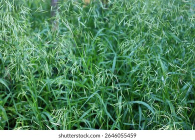 Poaceae or Gramineae is a large and nearly ubiquitous family of monocotyledonous flowering plants known as grasses, commonly referred to collectively as grass