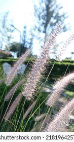 Poaceae Grass Flower With Bokeh Background