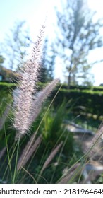 Poaceae Grass Flower With Bokeh Background