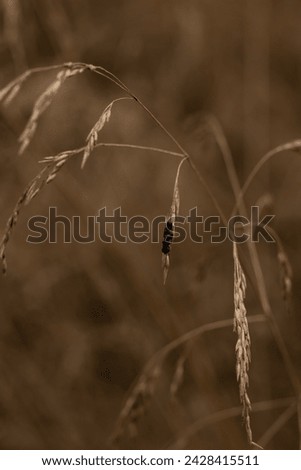 A poaceae plant photographed close up with an insect on it, natural environment, brown coulour